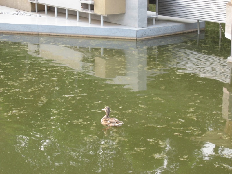If everything was built to scale, this must be a monster size duck